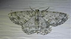 Ectropis crepuscularia