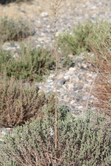Stephanomeria virgata