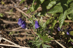 Aconitum volubile