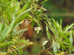 Araujia angustifolia