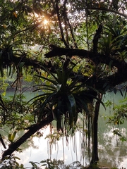 Tillandsioideae
