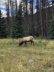 Cervus canadensis canadensis