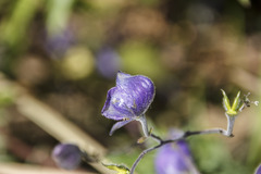 Aconitum volubile