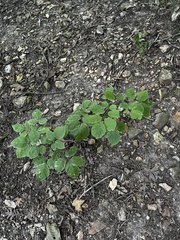 Desmodium rotundifolium