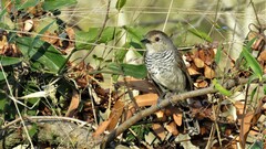 Thamnophilus ruficapillus