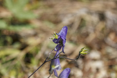Aconitum volubile