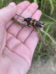Nicrophorus