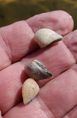 Anomalocardia cuneimeris