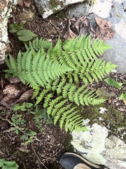 Dryopteris marginalis