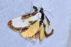 Eudryas grata