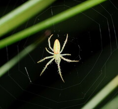 Araneus talipedatus
