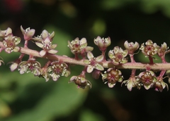 Phytolacca icosandra