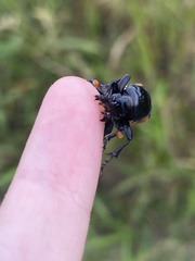 Nicrophorus
