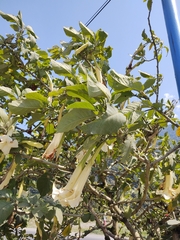Brugmansia