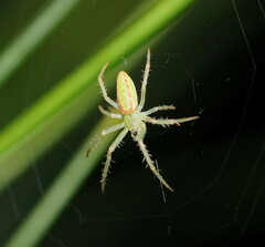 Araneus talipedatus