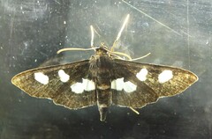 Desmia