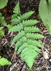 Dryopteris marginalis