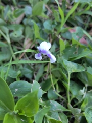 Viola banksii
