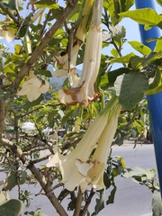 Brugmansia
