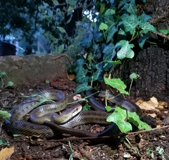 Zamenis lineatus