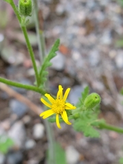 Senecio viscosus