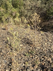 Mentzelia laevicaulis