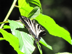 Papilio eurymedon