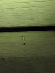 Microcrambus biguttellus