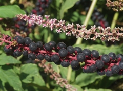 Phytolacca icosandra