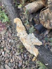 Byssomerulius corium