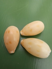 Notocypraea dissecta