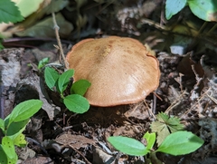 Chalciporus piperatus