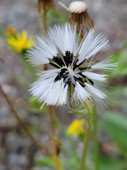 Senecio viscosus