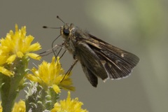 Panoquina errans
