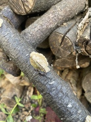 Byssomerulius corium