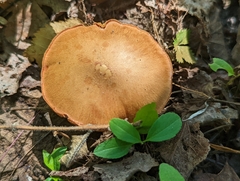 Chalciporus piperatus