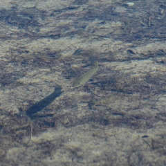 Micropterus