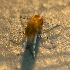 Cremastobombycia solidaginis