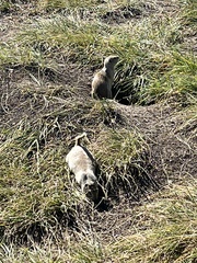 Urocitellus richardsonii