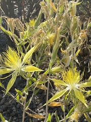 Mentzelia laevicaulis