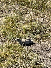 Urocitellus richardsonii