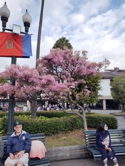 Chionanthus pubescens