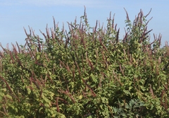 Phytolacca icosandra