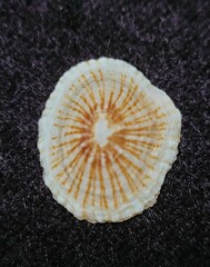 Siphonaria naufragum