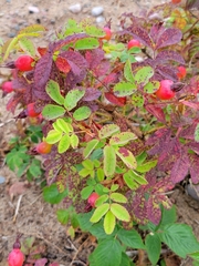 Rosa acicularis