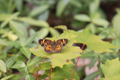 Phyciodes tharos