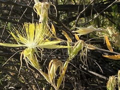 Mentzelia laevicaulis