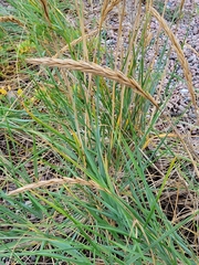 Leymus mollis