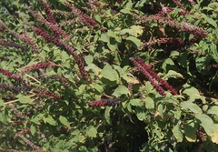 Phytolacca icosandra