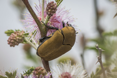 Hologymnetis cinerea